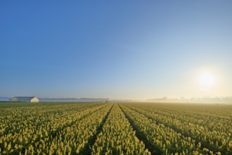 Wide field of tulips under a clear blue sky with the rising sun in the distance, Sassenheim,