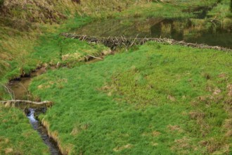 A small river flows through a green area with a beaver dam, spring, Weibersbrunn, Spessart,
