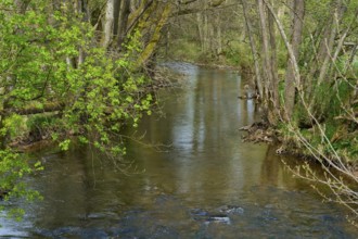 A small stream flows quietly through a green forest in spring, Spring, Jossa, Sinntal, Spessart,