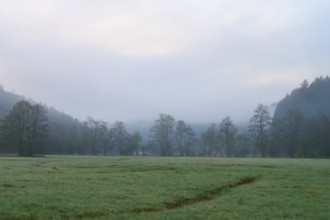 Morning fog over a green meadow with trees and forest in the background, spring, Jossa, Sinntal,