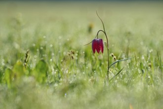 Snake's Head Fritillary or lapwing (Fritillaria meleagris), flower stands on a damp meadow in the
