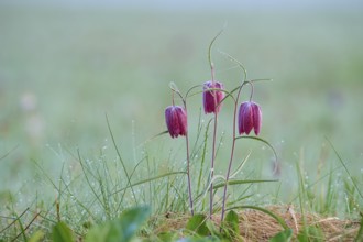 Snake's Head Fritillary or lapwing (Fritillaria meleagris), group with dewdrops on a green meadow,