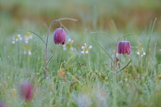 Snake's Head Fritillary or lapwing (Fritillaria meleagris), with dew in a meadow, surrounded by