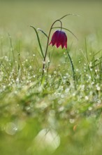 Snake's Head Fritillary or lapwing (Fritillaria meleagris), flower with taudiamonds in the grass in