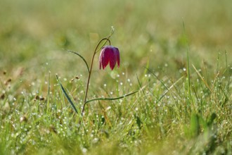 Snake's Head Fritillary or lapwing (Fritillaria meleagris), flower on dewy meadow in the morning