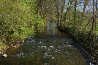 A gentle river flows through a green forest landscape in spring, Spring, Jossa, Sinntal, Spessart,