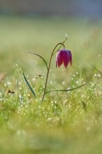 Snake's Head Fritillary or lapwing (Fritillaria meleagris), flower in a dewy meadow under soft