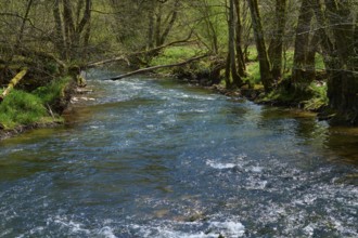 A clear stream runs through a forest with fresh spring green, spring, Jossa, Sinntal, Spessart,