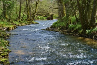 A cool stream meanders through a sparse forest in spring, Spring, Jossa, Sinntal, Spessart, Hesse,