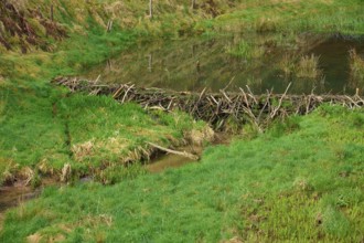 A quiet pond with a beaver dam in a green landscape, spring, Weibersbrunn, Spessart, Bavaria,
