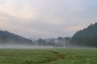 Morning fog over a meadow with trees in the background, quiet and peaceful atmosphere, spring,