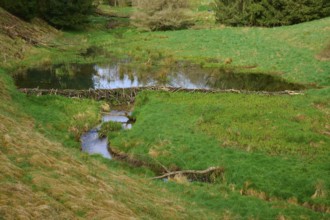 A small pond with a beaver dam in the middle of a green meadow, spring, Weibersbrunn, Spessart,