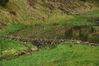 A quiet pond with a beaver dam, surrounded by green nature, spring, Weibersbrunn, Spessart,