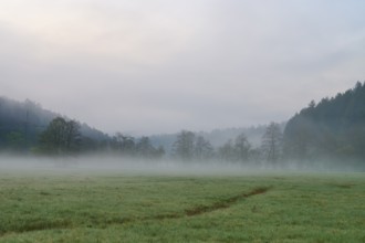 Dense morning fog over a green meadow, trees and forest in the background, spring, Jossa, Sinntal,
