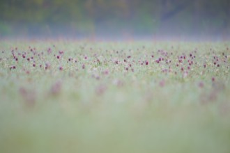 Snake's Head Fritillary or lapwing (Fritillaria meleagris), on a damp meadow with a misty