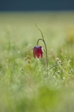 Snake's Head Fritillary or lapwing (Fritillaria meleagris), flower on a dewy meadow at dawn,