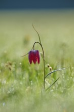 Snake's Head Fritillary or lapwing (Fritillaria meleagris), flower in dewy grass at dawn, spring,