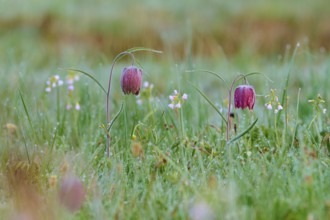 Snake's Head Fritillary or lapwing (Fritillaria meleagris), in the morning dew on a green meadow in