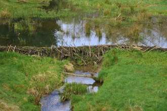 A beaver dam with a pond surrounded by green landscape, spring, Weibersbrunn, Spessart, Bavaria,