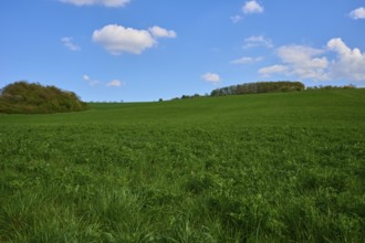 Extensive green landscape with clover field under clear blue sky with scattered clouds, Karsbach,