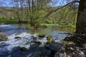 Clear water of a river Sinn flows between lush overgrown banks with trees and stones, spring,