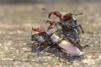 Stag beetles fight for a female in the oak forest of the Swabian Pre-Alps