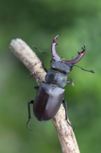 Detailed close-up of a stag beetle in its natural habitat
