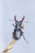 Detailed close-up of a stag beetle (Lucanus cervus) in its natural habitat