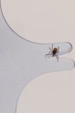 Freshly removed tick on a tick card