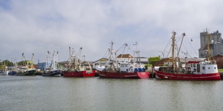 Fishing boats in the fishing harbour, Büsum, North Sea, Schleswig-Holstein, Germany