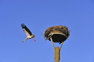 White stork (Ciconia ciconia) leaving its nest against blue sky, Kuhlrade, Mecklenburg-Western