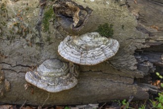 Tinder fungus (Fomes fomentarius) on dead wood, Bavaria, Germany