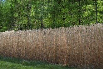 Reed cultivation (Miscanthus), Franconia, Bavaria, Germany