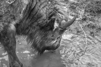 European bison (Bison bonasus) in a stream, wildlife park, Bavaria, Germany