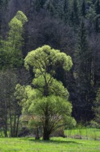May green willow (Salix) in a valley, Bavaria, Germany