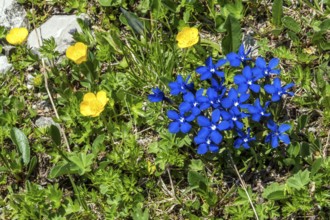Spring gentian (Gentiana verna), and Ranunculus repens (Ranunculus repens), flowering, Oberallgäu,