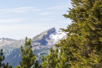 Snow-covered mountain peak of the Hoher Ifen and the Gottesacker plateau between dense coniferous