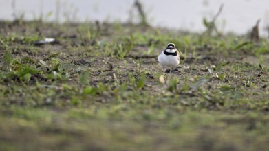 Little Ringed Plover (Charadrius dubius), Lower Rhine, North Rhine-Westphalia, Germany