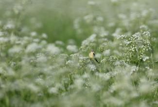 Yellow wagtail (Motacilla flava) sitting in meadow chervil (Anthriscus sylvestris), Lower Rhine,