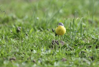 Yellow wagtail (Motacilla flava), in a meadow, Lower Rhine, North Rhine-Westphalia, Germany