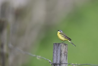 Singing grey wagtail (Motacilla flava), sitting on a pole, Lower Rhine, North Rhine-Westphalia,