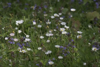 Flower meadow with daisies (Bellis perennis), Lower Rhine, North Rhine-Westphalia, Germany