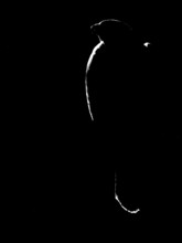 Bussard contours, Berlin, Germany