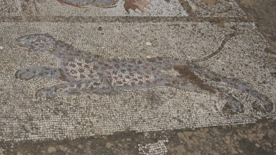 ©Udo Rein, Antique mosaic with a depicted panther on the floor, water basin, Casa Romana, Kos Town,