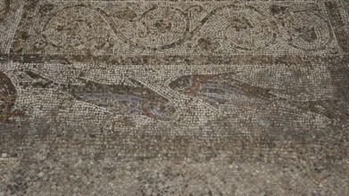 ©Udo Rein, Antique mosaic on a floor with fish images, water basin, Casa Romana, Kos Town, Kos,