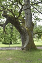 Old English oak, German oak, Eichenbrüder, (Quercus robur) in Putbus Castle Park, Rügen,