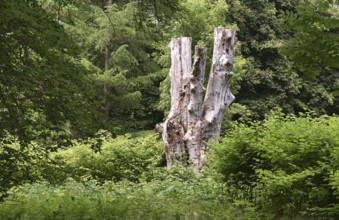 Deadwood, dead tree, tree death in Putbus Castle Park, Rügen, Mecklenburg-Western Pomerania,