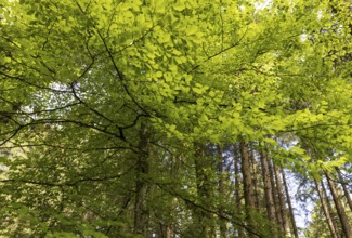 Beech forest, branches with green leaves in the sun, forestry, Mondseeland, Salzkammergut, Upper