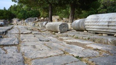 Ancient paved path with column remains and trees in a ruined environment, Archaeological Site,