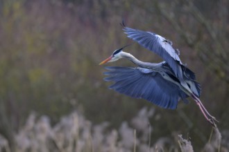 Grey heron (Ardea cinerea), in flight, Neckar valley, Baden-Württemberg, Germany